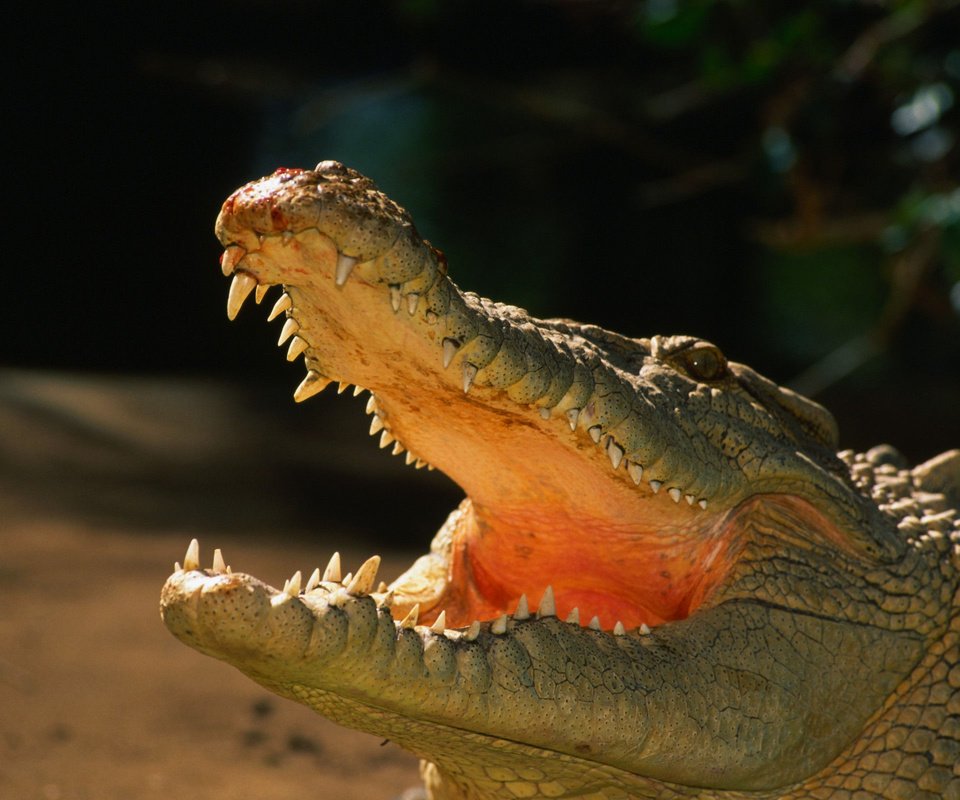 Обои зубы, крокодил, пасть, рептилия, пресмыкающиеся, аллигатор, teeth, crocodile, mouth, reptile, reptiles, alligator разрешение 2560x1600 Загрузить