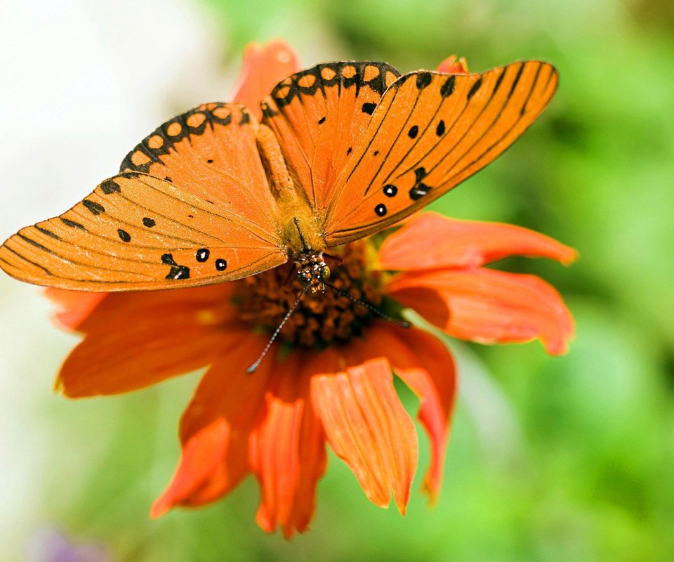 Обои макро, цветок, бабочка, крылья, насекомые, растение, macro, flower, butterfly, wings, insects, plant разрешение 1920x1200 Загрузить