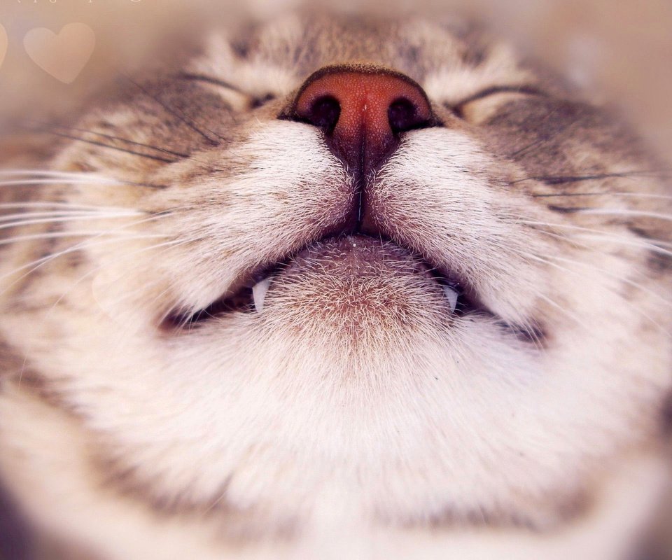 Обои морда, кот, усы, кошка, клыки, нос, face, cat, mustache, fangs, nose разрешение 2560x1600 Загрузить