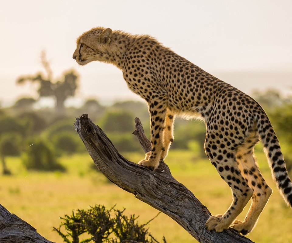 Обои ветка, дерево, африка, хищник, гепард, branch, tree, africa, predator, cheetah разрешение 2048x1365 Загрузить