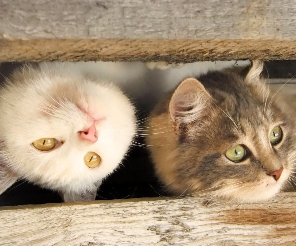 Обои глаза, взгляд, кошки, мордочки, eyes, look, cats, faces разрешение 2272x1500 Загрузить