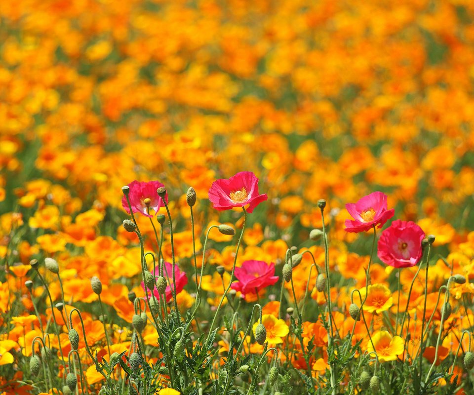 Обои цветы, поле, маки, луг, весна, разные вместе, flowers, field, maki, meadow, spring, different together разрешение 2048x1365 Загрузить