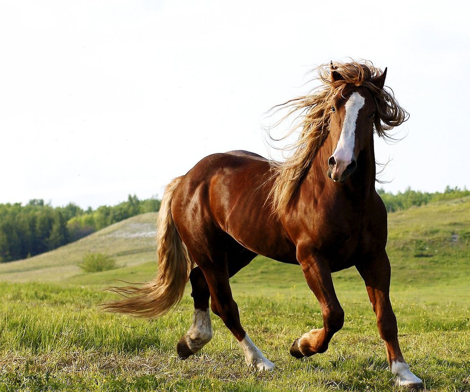 Обои небо, лошадь, трава, природа, животное, конь, the sky, horse, grass, nature, animal разрешение 2560x1600 Загрузить