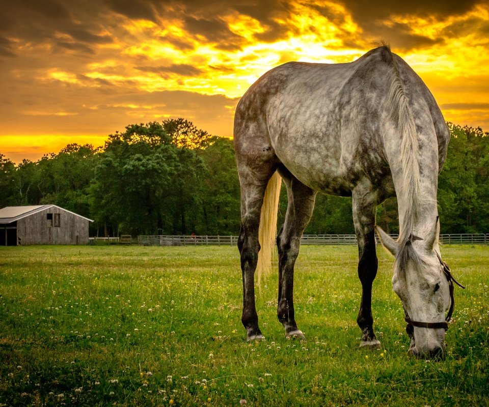 Обои лошадь, закат, лето, конь, horse, sunset, summer разрешение 4858x3218 Загрузить