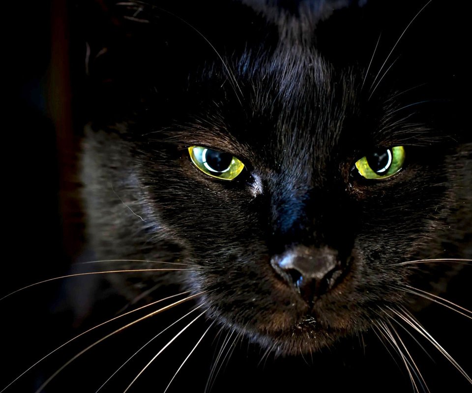Обои глаза, кот, усы, кошка, черный, eyes, cat, mustache, black разрешение 2560x1600 Загрузить