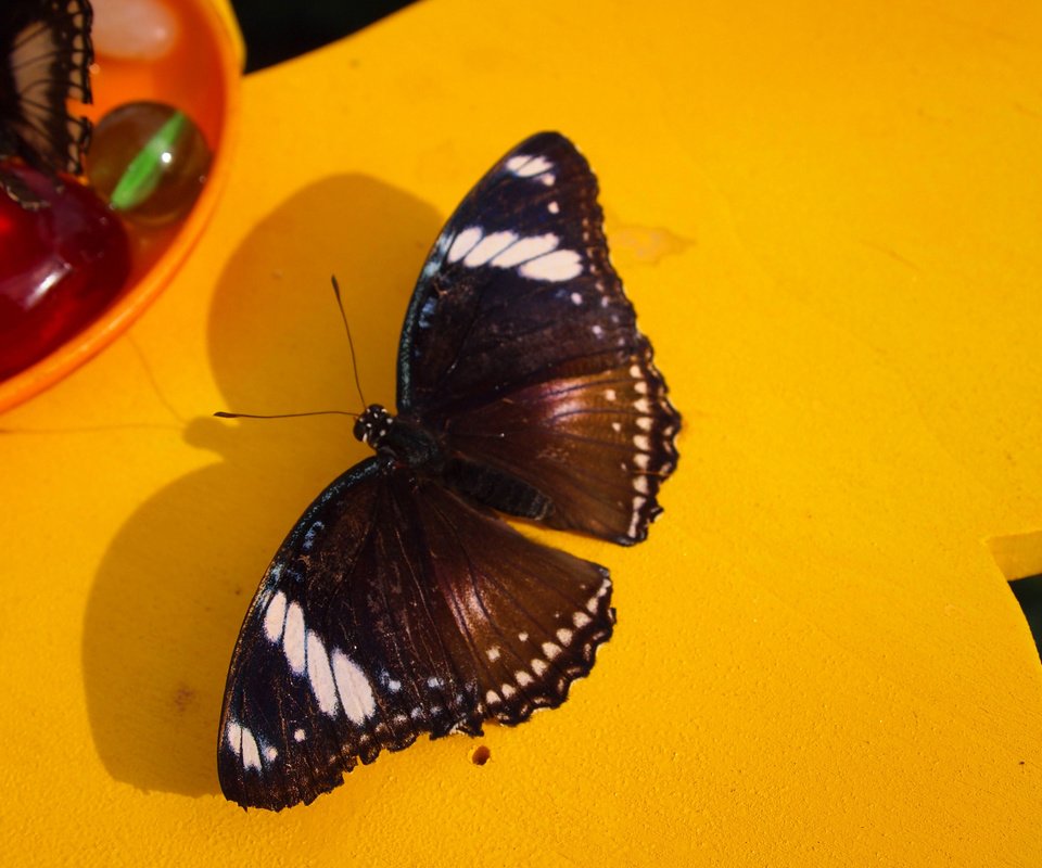 Обои макро, насекомое, бабочка, крылья, macro, insect, butterfly, wings разрешение 4032x3024 Загрузить