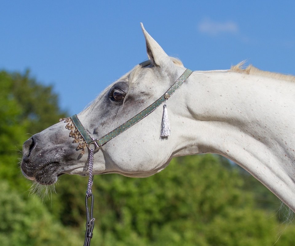 Обои морда, небо, лошадь, профиль, конь, грива, шея, (с) oliverseitz, face, the sky, horse, profile, mane, neck, (c) oliverseitz разрешение 2560x1640 Загрузить