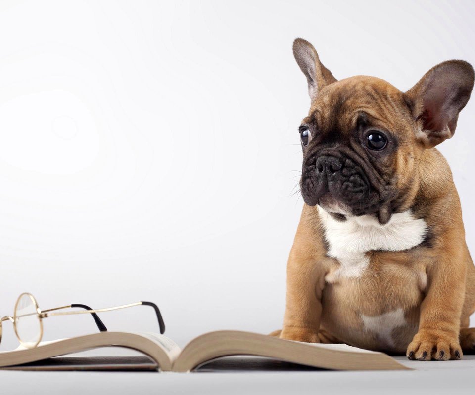 Обои мордочка, очки, собака, щенок, книга, лапки, мопс, muzzle, glasses, dog, puppy, book, legs, pug разрешение 2560x1600 Загрузить