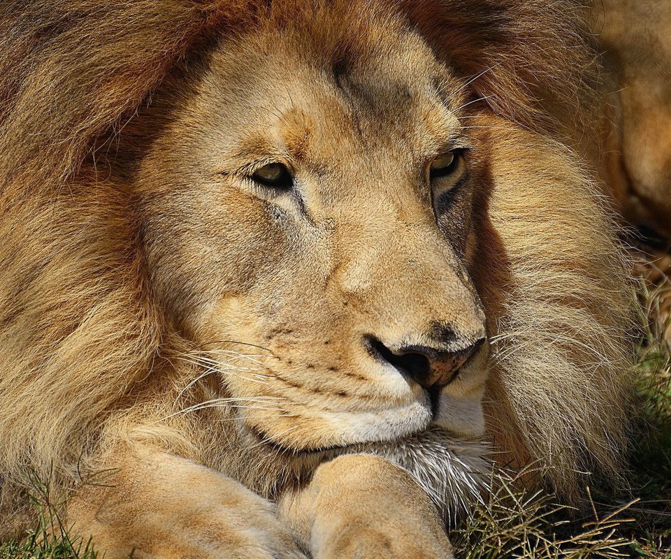 Обои африка, хищник, красивый, лев, грива, львёнок, africa, predator, beautiful, leo, mane, lion разрешение 1920x1200 Загрузить