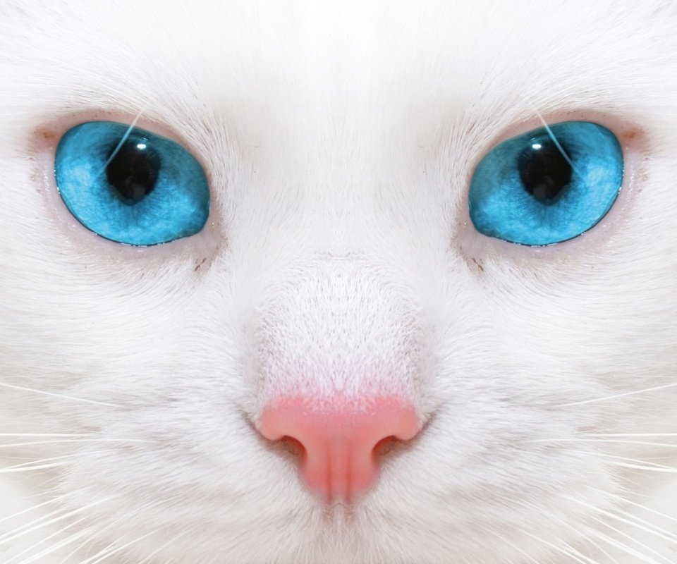 Обои кот, кошка, голубые глаза, белая, cat, blue eyes, white разрешение 1920x1200 Загрузить