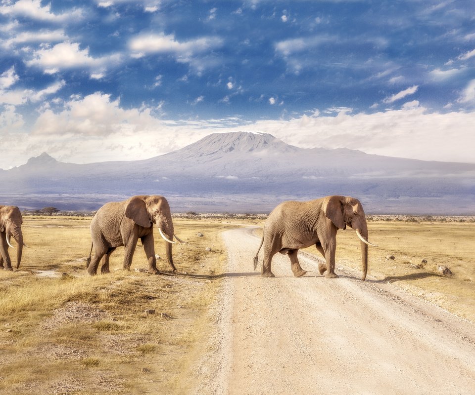 Обои дорога, горы, пейзаж, слоны, road, mountains, landscape, elephants разрешение 3840x2160 Загрузить