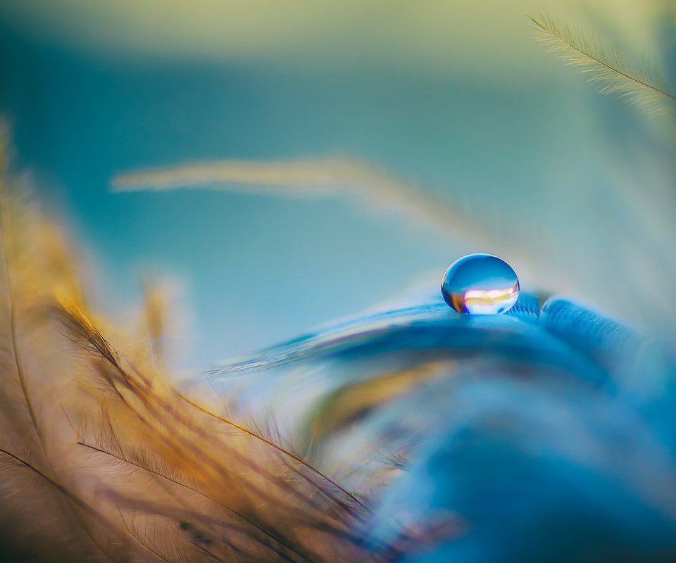 Обои вода, голубой, оранжевый, перья, перо, капелька, water, blue, orange, feathers, pen, drop разрешение 2048x1270 Загрузить