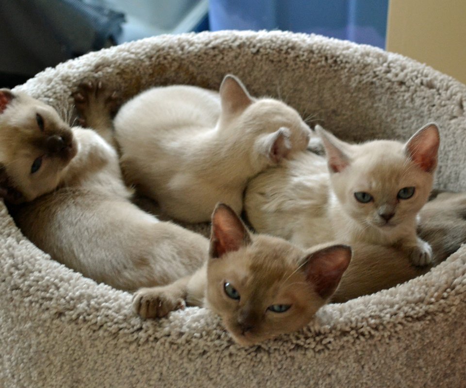 Обои кошки, котята, мордочки, тонкинез, cats, kittens, faces, tonkinese разрешение 4608x3072 Загрузить