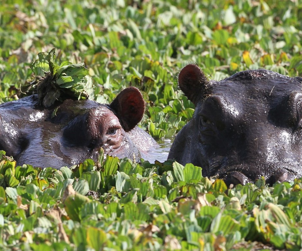 Обои глаза, зелень, пара, купание, бегемоты, eyes, greens, pair, bathing, hippos разрешение 3508x1669 Загрузить