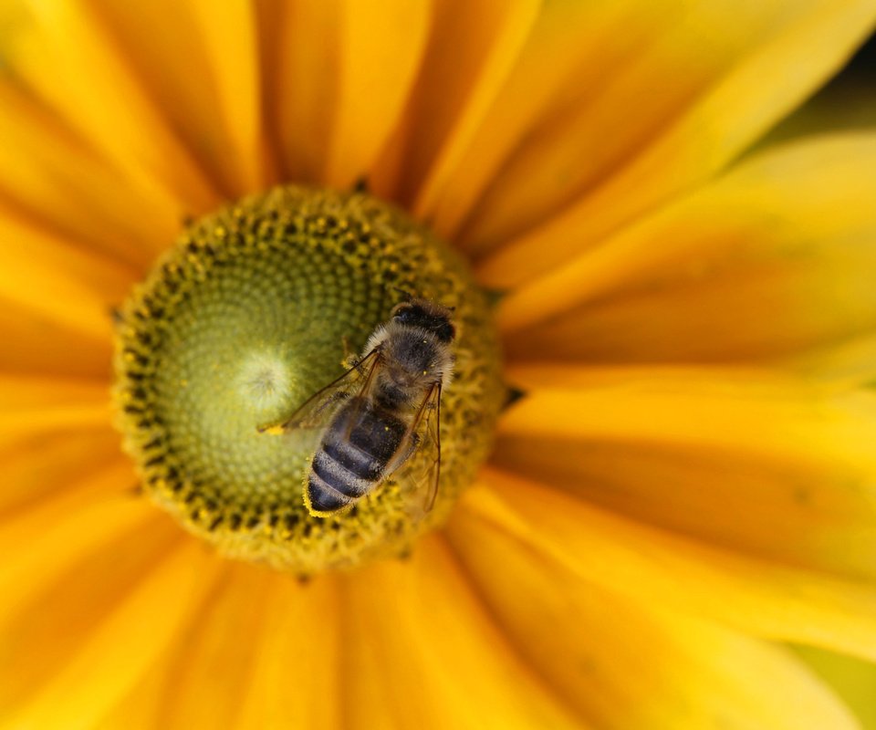 Обои макро, насекомое, цветок, пчела, macro, insect, flower, bee разрешение 4272x2848 Загрузить