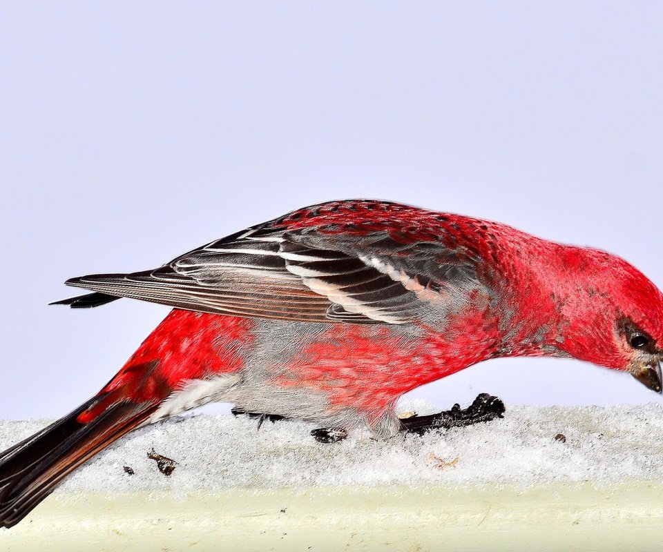 Обои снег, природа, птица, pine grosbeak, дубонос, snow, nature, bird, grosbeak разрешение 3393x2214 Загрузить