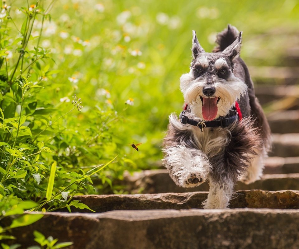 Обои трава, лестница, собака, цвергшнауцер, grass, ladder, dog, the miniature schnauzer разрешение 1920x1080 Загрузить