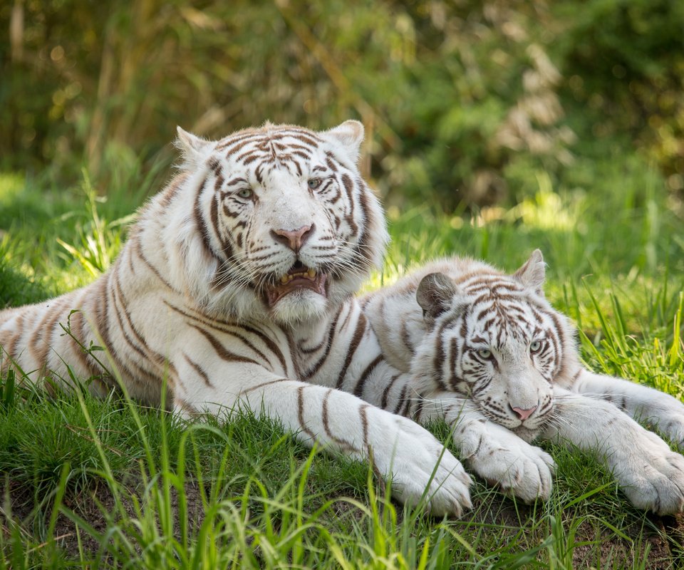 Обои тигр, трава, кошка, пара, отдых, белый тигр, tiger, grass, cat, pair, stay, white tiger разрешение 5184x3456 Загрузить