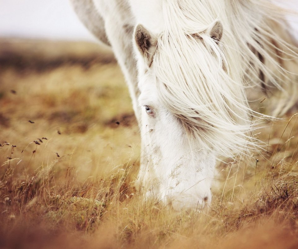Обои лошадь, трава, природа, конь, horse, grass, nature разрешение 1920x1200 Загрузить