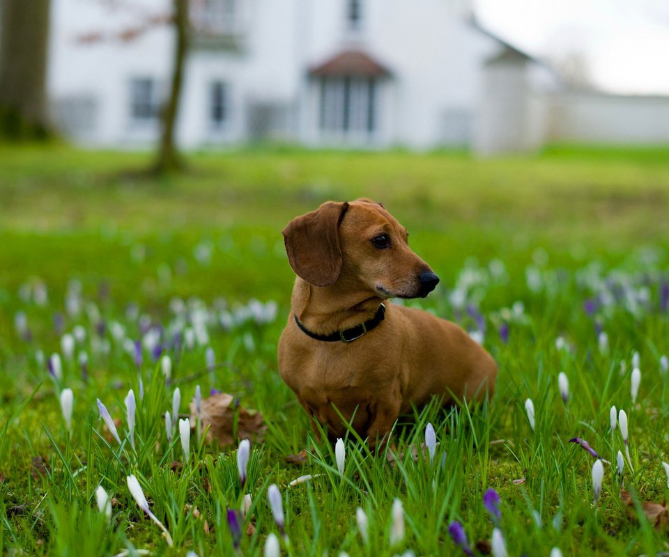 Обои цветы, трава, собака, ошейник, такса, flowers, grass, dog, collar, dachshund разрешение 2560x1600 Загрузить