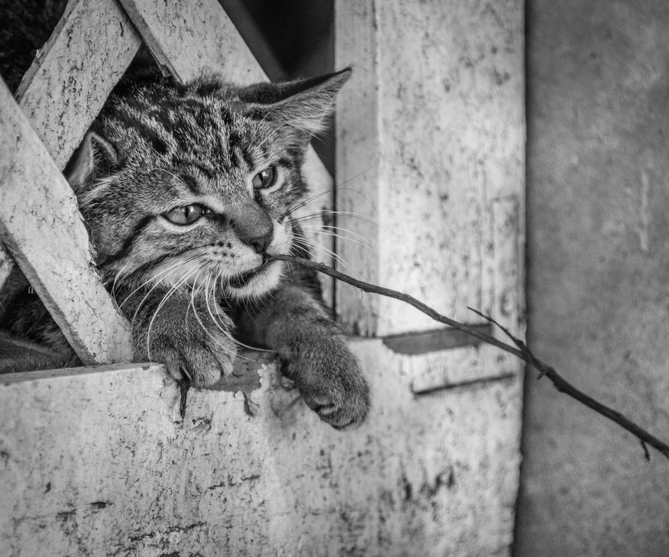 Обои морда, ветка, кот, кошка, забор, face, branch, cat, the fence разрешение 2048x1367 Загрузить