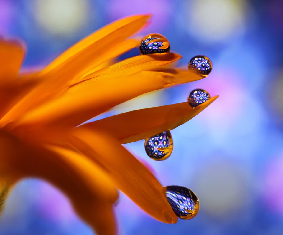 Обои макро, цветок, капли, оранжевый, боке, гербера, macro, flower, drops, orange, bokeh, gerbera разрешение 2048x1317 Загрузить