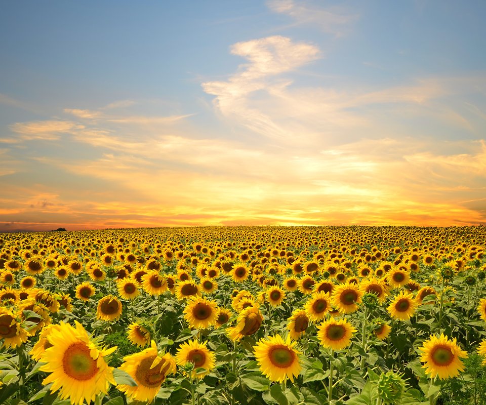 Обои небо, цветы, облака, поле, подсолнухи, the sky, flowers, clouds, field, sunflowers разрешение 4928x3264 Загрузить