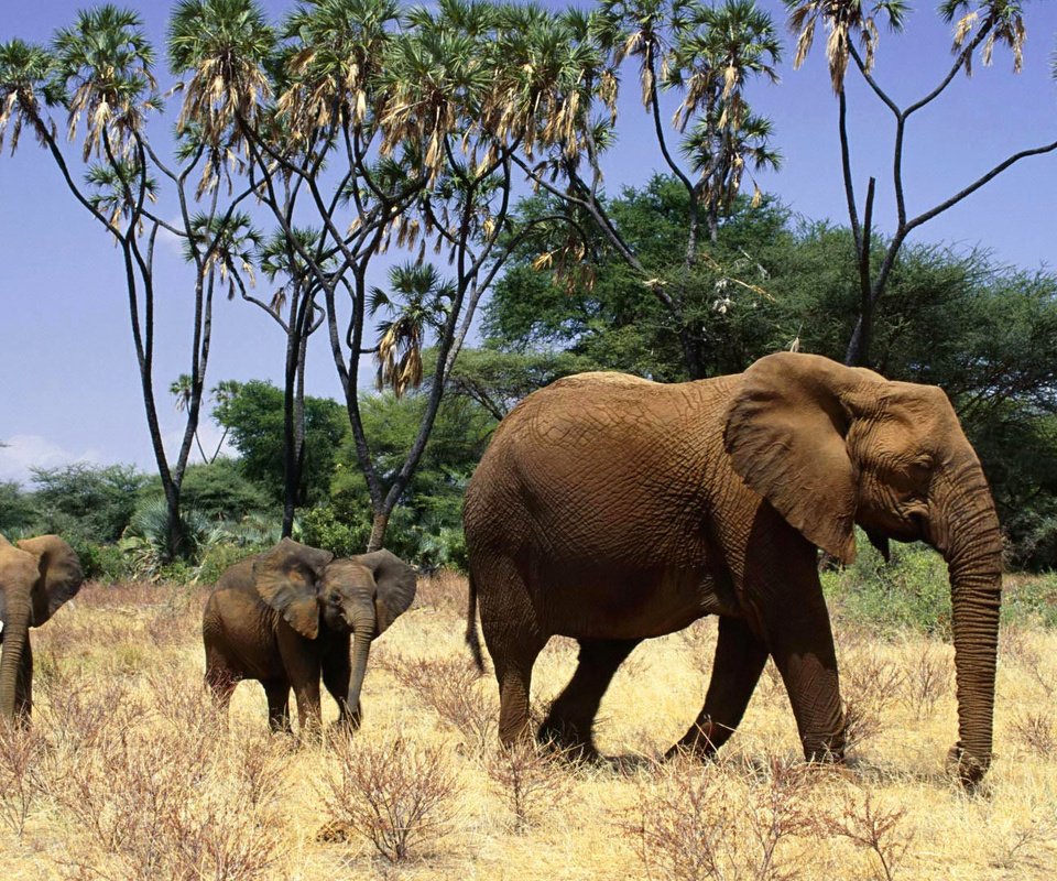 Обои слон, африка, семья, слоны, детеныши, слонята, elephant, africa, family, elephants, cubs разрешение 1920x1080 Загрузить