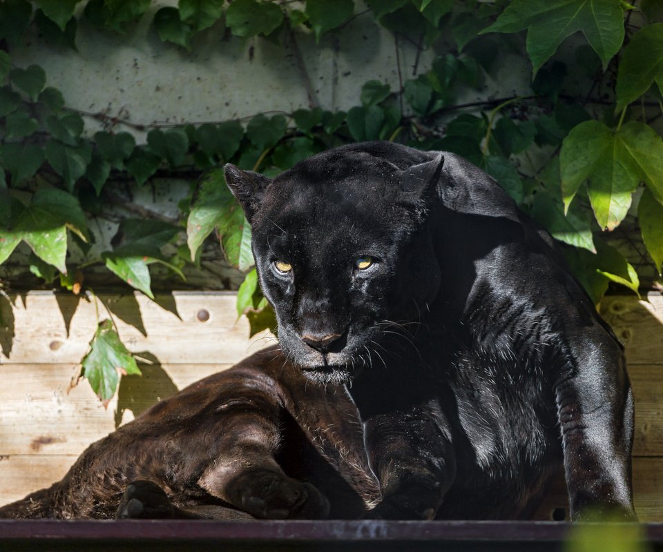 Обои морда, взгляд, хищник, большая кошка, пантера, черная, face, look, predator, big cat, panther, black разрешение 4100x3075 Загрузить