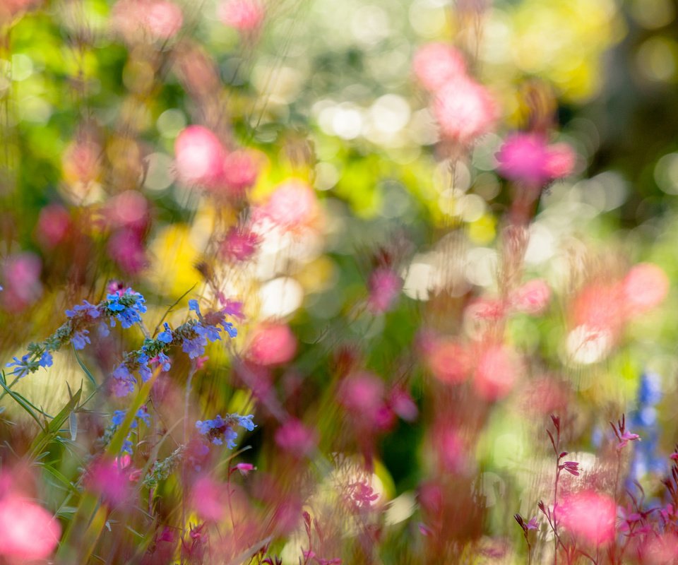 Обои цветы, природа, лето, полевые цветы, боке, flowers, nature, summer, wildflowers, bokeh разрешение 2048x1185 Загрузить