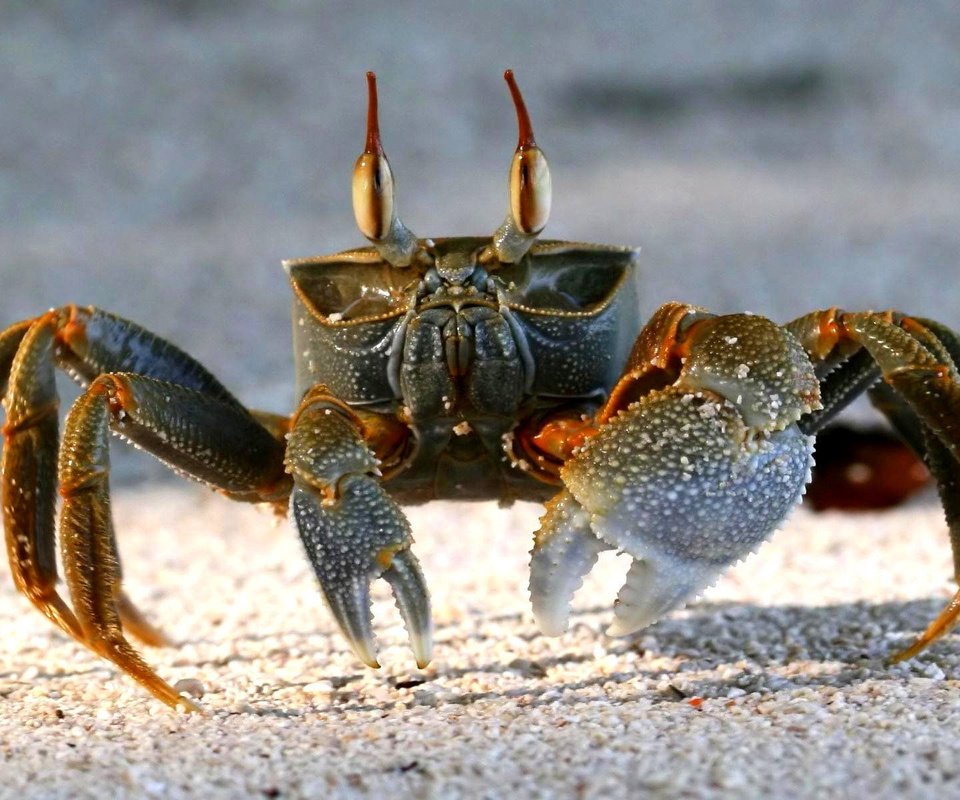 Обои песок, пляж, краб, клешни, sand, beach, crab, claws разрешение 1920x1200 Загрузить