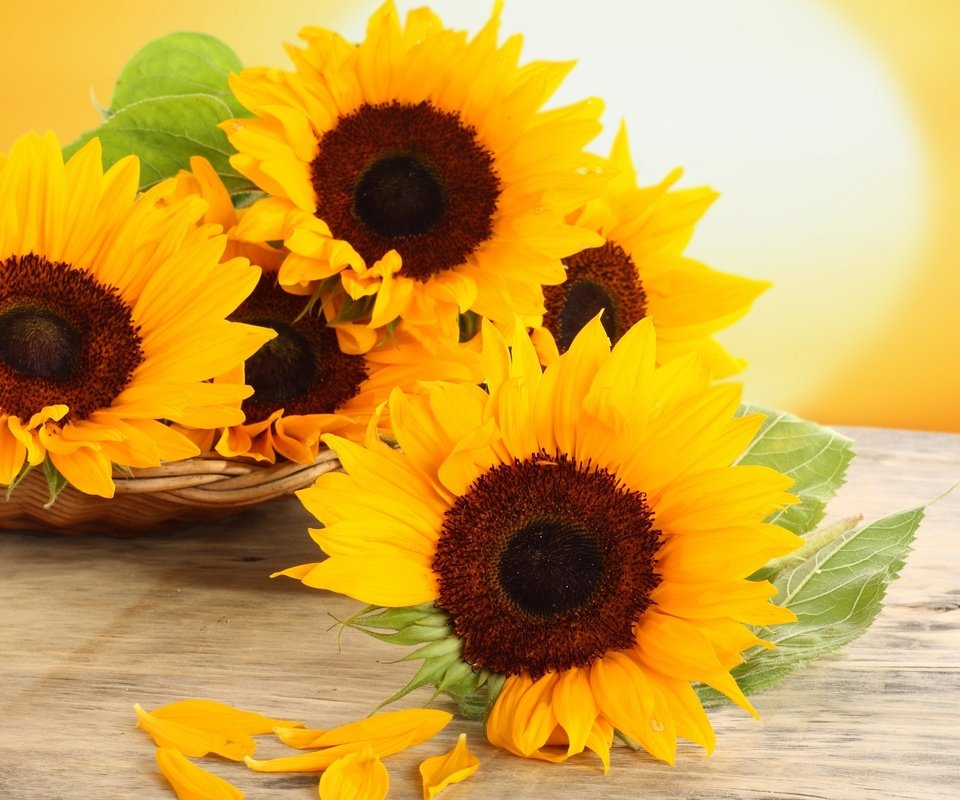 Обои цветы, лепестки, стол, корзина, подсолнухи, желтые, flowers, petals, table, basket, sunflowers, yellow разрешение 2560x1600 Загрузить