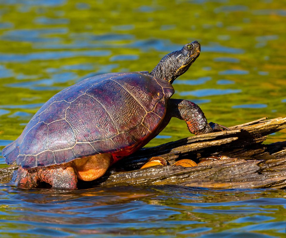 Обои вода, природа, черепаха, панцирь, коряга, water, nature, turtle, shell, snag разрешение 2048x1325 Загрузить