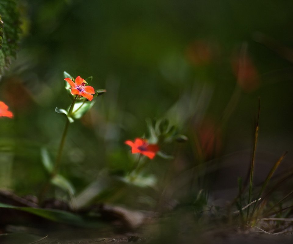 Обои цветы, природа, лето, лепестки, размытость, боке, flowers, nature, summer, petals, blur, bokeh разрешение 1920x1094 Загрузить