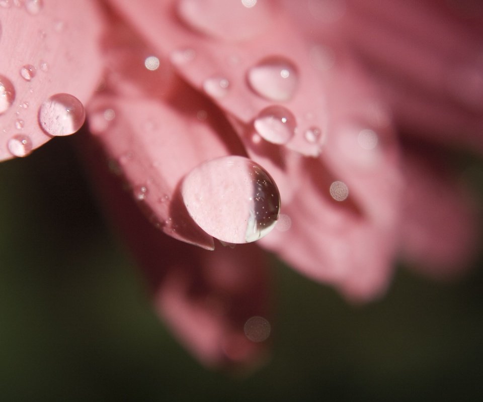 Обои цветок, роса, капли, лепестки, крупным планом, flower, rosa, drops, petals, closeup разрешение 3888x2592 Загрузить