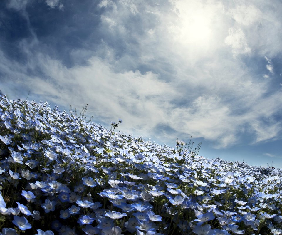 Обои небо, цветы, весна, немофила, вероника, the sky, flowers, spring, nemophila, veronica разрешение 2560x1600 Загрузить