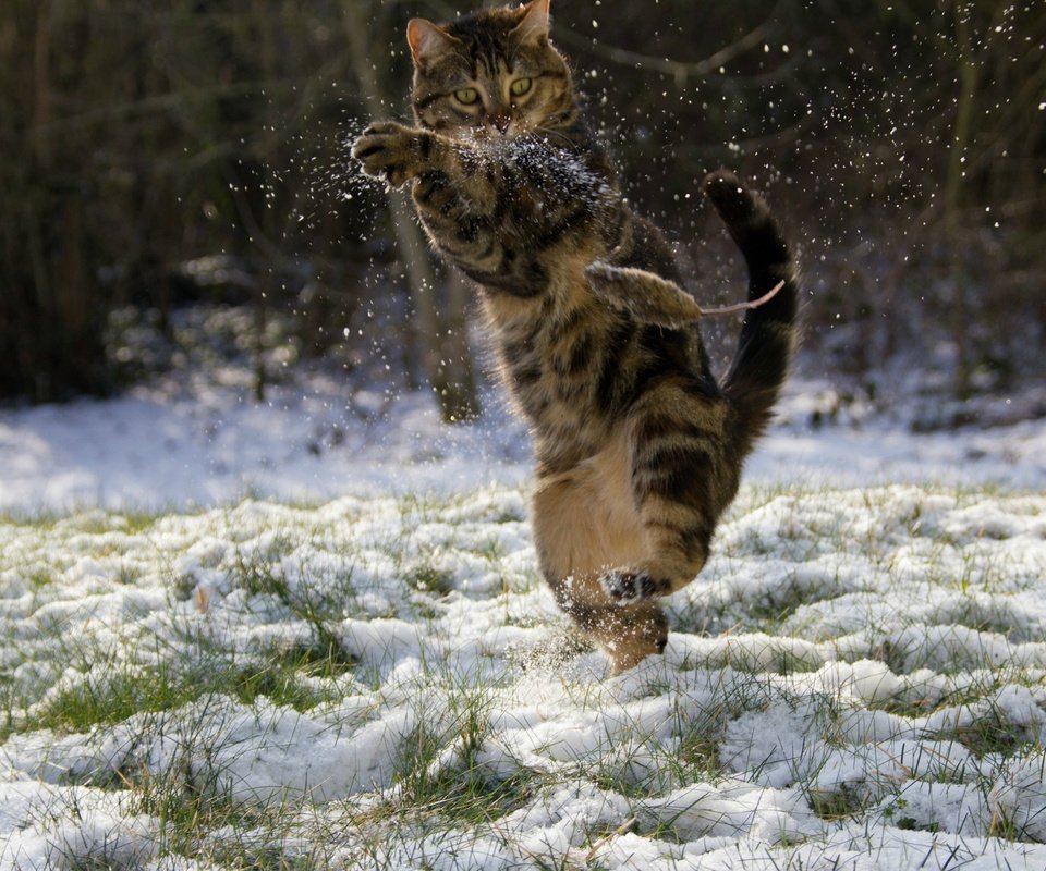 Обои снег, зима, кот, мышка, кунг-фу, snow, winter, cat, mouse, kung fu разрешение 2048x1284 Загрузить