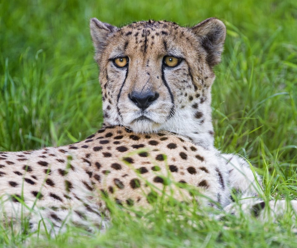 Обои трава, взгляд, хищник, большая кошка, гепард, © tambako jaguar, grass, look, predator, big cat, cheetah, © tambako the jaguar разрешение 2880x2160 Загрузить