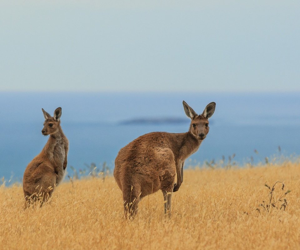 Обои кенгуру, kangaroo разрешение 1920x1281 Загрузить