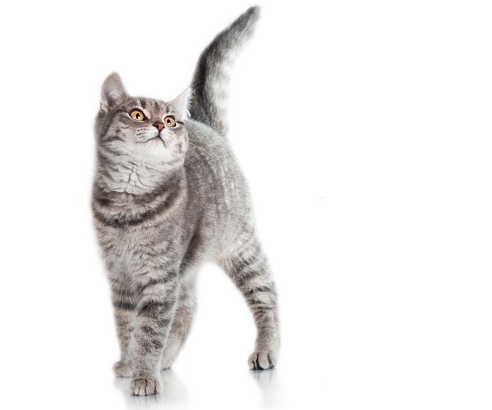 Обои фон, кот, белый, серый, полосатый, background, cat, white, grey, striped разрешение 1920x1315 Загрузить