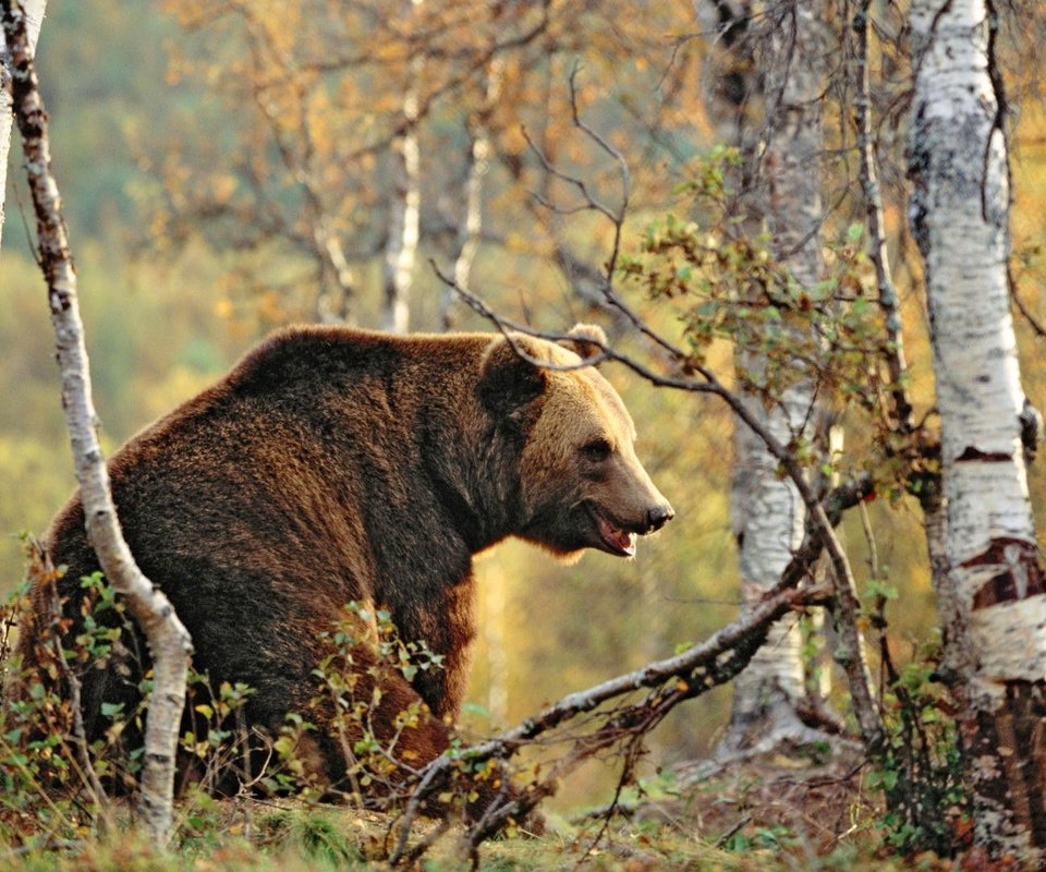 Обои деревья, лес, осень, медведь, бурый медведь, trees, forest, autumn, bear, brown bear разрешение 1920x1080 Загрузить