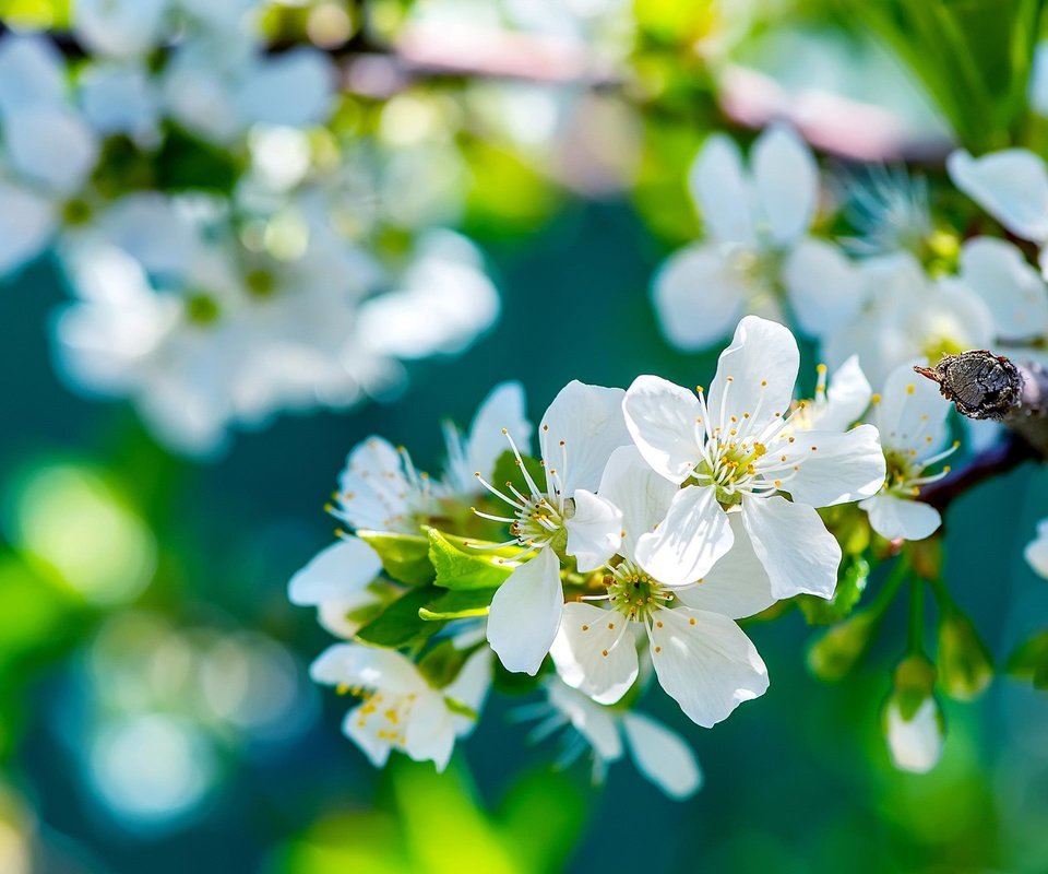 Обои природа, цветение, ветки, весна, яблоня, боке, nature, flowering, branches, spring, apple, bokeh разрешение 2560x1600 Загрузить