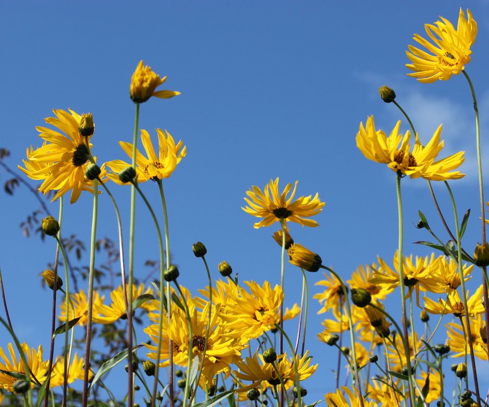 Обои небо, цветы, природа, лепестки, стебли, топинамбур, the sky, flowers, nature, petals, stems, jerusalem artichoke разрешение 2048x1365 Загрузить