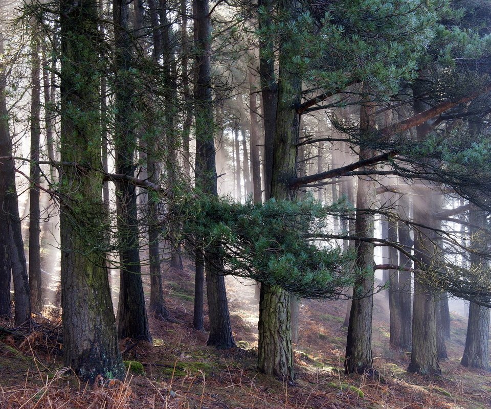 Обои деревья, природа, лес, утро, сосны, trees, nature, forest, morning, pine разрешение 1920x1200 Загрузить