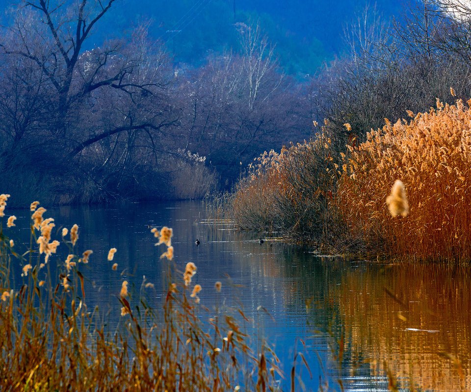 Обои озеро, горы, лес, утки, камыш, lake, mountains, forest, duck, reed разрешение 1920x1080 Загрузить