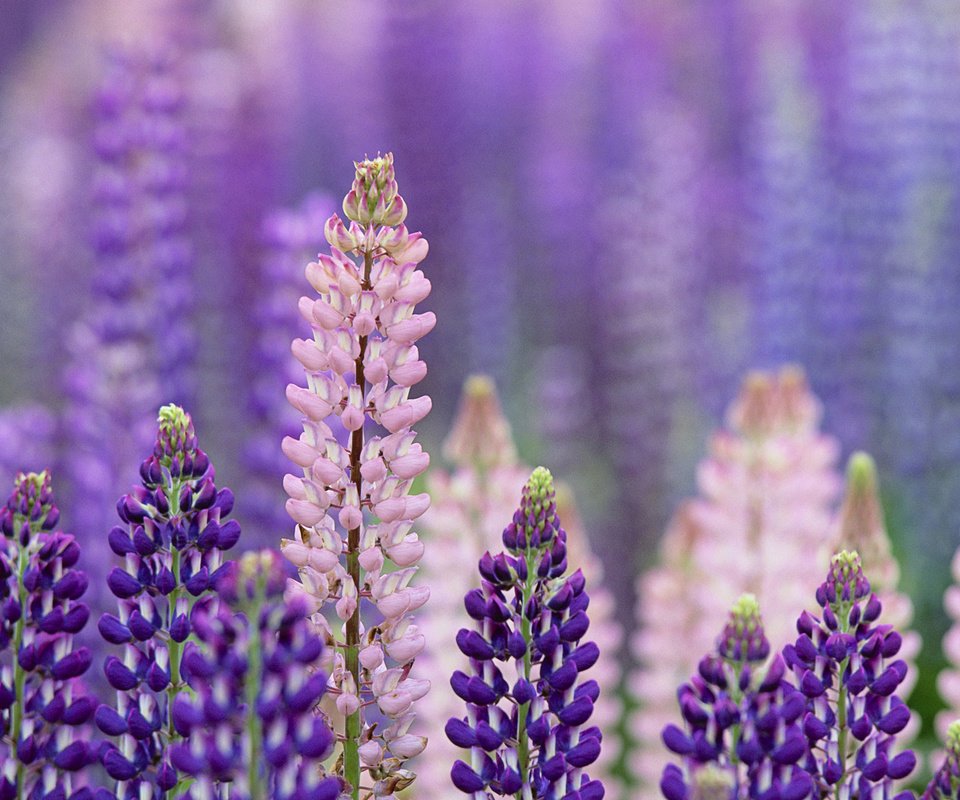 Обои цветы, макро, лето, розовые, фиолетовые, люпины, flowers, macro, summer, pink, purple, lupins разрешение 1920x1200 Загрузить