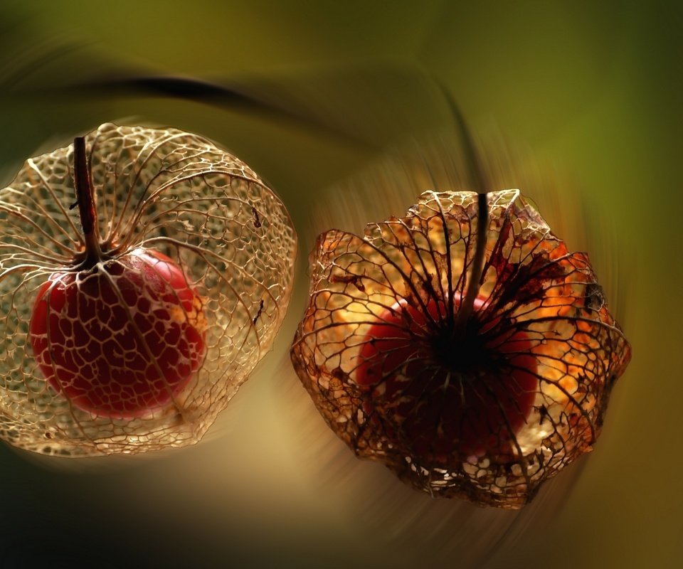 Обои макро, ягода, прозрачный, плод, растение, физалис, боке, macro, berry, transparent, the fruit, plant, physalis, bokeh разрешение 1920x1080 Загрузить