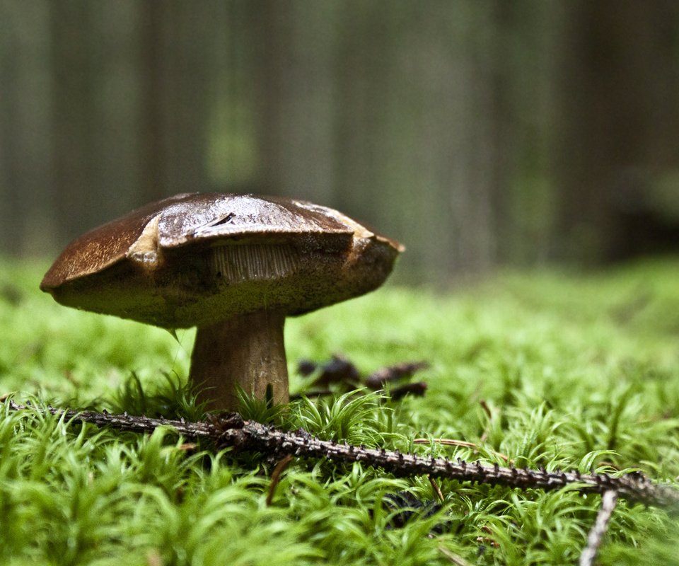 Обои природа, зелень, лес, гриб, nature, greens, forest, mushroom разрешение 1920x1200 Загрузить