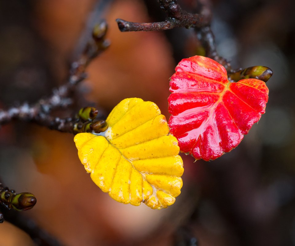 Обои ветка, листья, макро, осень, branch, leaves, macro, autumn разрешение 2048x1365 Загрузить