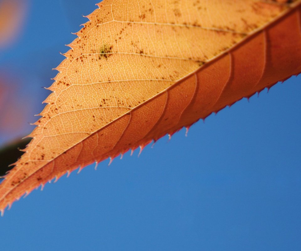 Обои небо, природа, макро, осень, лист, the sky, nature, macro, autumn, sheet разрешение 2560x1600 Загрузить